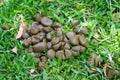 A pile of fresh horse manure on green grass