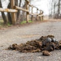 Pile of fresh horse manure Royalty Free Stock Photo