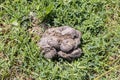 Pile of fresh horse shit on the ground with dry hay. Shit