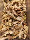 Pile of fresh loose ginger