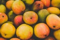 Pile of fresh mango fruits closeup - food background