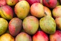 Mangoes Royalty Free Stock Photo