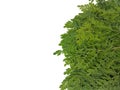 Pile of fresh moringa leaves (moringa oleifera), close up view Royalty Free Stock Photo