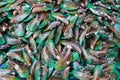 pile of fresh Mussel. Royalty Free Stock Photo