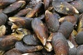 Pile of fresh mussels on ice at the market Royalty Free Stock Photo