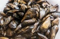 Pile of fresh mussels Royalty Free Stock Photo