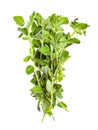 Pile of fresh Oregano herb isolated on white Royalty Free Stock Photo