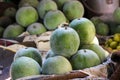 A pile of fresh organic wax gourds