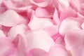 Pile of fresh pink rose petals with water drops as background, closeup Royalty Free Stock Photo