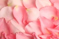 Pile of fresh pink rose petals with water drops as background, top view Royalty Free Stock Photo