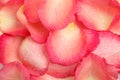 Pile of fresh pink rose petals with water drops as background, top view Royalty Free Stock Photo