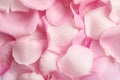 Pile of fresh pink rose petals with water drops as background, top view Royalty Free Stock Photo