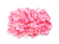 Pile of fresh pink rose petals on white Royalty Free Stock Photo