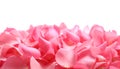 Pile of fresh pink rose petals on white background Royalty Free Stock Photo