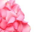 Pile of fresh pink rose petals on white background Royalty Free Stock Photo