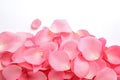 Pile of fresh pink rose petals on white, top view Royalty Free Stock Photo