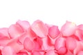 Pile of fresh pink rose petals on white background Royalty Free Stock Photo