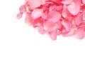 Pile of fresh pink rose petals on white background Royalty Free Stock Photo