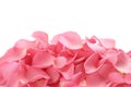 Pile of fresh pink rose petals on white background Royalty Free Stock Photo