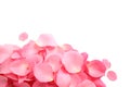 Pile of fresh pink rose petals on white background, top view Royalty Free Stock Photo