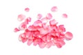 Pile of fresh pink rose petals on white background, top view Royalty Free Stock Photo