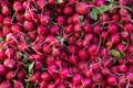 A pile of fresh radishes at a farmers market.