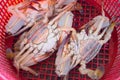 Pile of fresh raw crab on basket in market Royalty Free Stock Photo