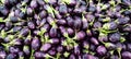 A pile of fresh raw eggplants Royalty Free Stock Photo