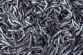 Pile of fresh raw European anchovy Royalty Free Stock Photo