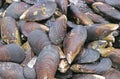 Pile of Fresh Raw Mussels For Sale on the Market Royalty Free Stock Photo