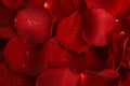 Pile of fresh red rose petals with water drops as background, top view Royalty Free Stock Photo