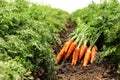 Pile of fresh ripe carrots on field. farming