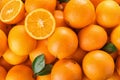 Pile of fresh ripe oranges with leaves as background Royalty Free Stock Photo