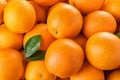 Pile of fresh ripe oranges with leaves as background Royalty Free Stock Photo