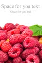Pile of fresh, ripe raspberries isolated on white background. Royalty Free Stock Photo