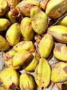 Pile of fresh ripe yellow coconuts. Yellow coconuts background. Fruits and tropical food. Texture of Pile of yellow fruits from