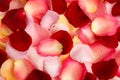 Pile of fresh rose petals with water drops as background, top view Royalty Free Stock Photo