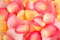 Pile of fresh rose petals with water drops as background, top view Royalty Free Stock Photo