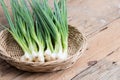 Pile of fresh spring onion on wood table Royalty Free Stock Photo