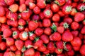 Pile of Fresh, red strawberries background Royalty Free Stock Photo