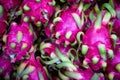 A pile of fresh tasty, ripe dragon fruits on a market stand. Royalty Free Stock Photo