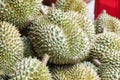 Pile of fresh tropical durians in the market. The king of fruits. Durian tree