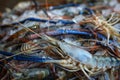 pile of fresh water giant river prawn scampi with ice for sale in indian shrimp market