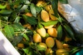 Pile of fresh yellow marian plum in the basket for sale Royalty Free Stock Photo