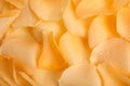 Pile of fresh yellow rose petals with water drops as background, top view Royalty Free Stock Photo