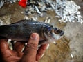 pile of freshly catched rohu fish labeo rohita fish with ice in indian fish market for sale Royalty Free Stock Photo