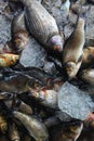 pile of freshly catched rohu fish labeo rohita fish with ice in indian fish market for sale Royalty Free Stock Photo