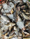 pile of freshly catched rohu fish labeo rohita fish with ice in indian fish market for sale Royalty Free Stock Photo