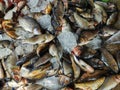 pile of freshly catched rohu fish labeo rohita fish with ice in indian fish market for sale Royalty Free Stock Photo