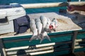 Pile of freshly caught fish on a boat